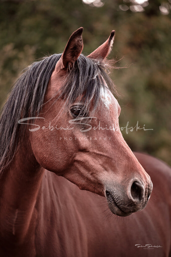 "Jamira" Araber | Eine zauberhafte, braune, Araber Stute mit wachem Blick vor grünem Hintergrund - Realisiert mit Pictrs.com