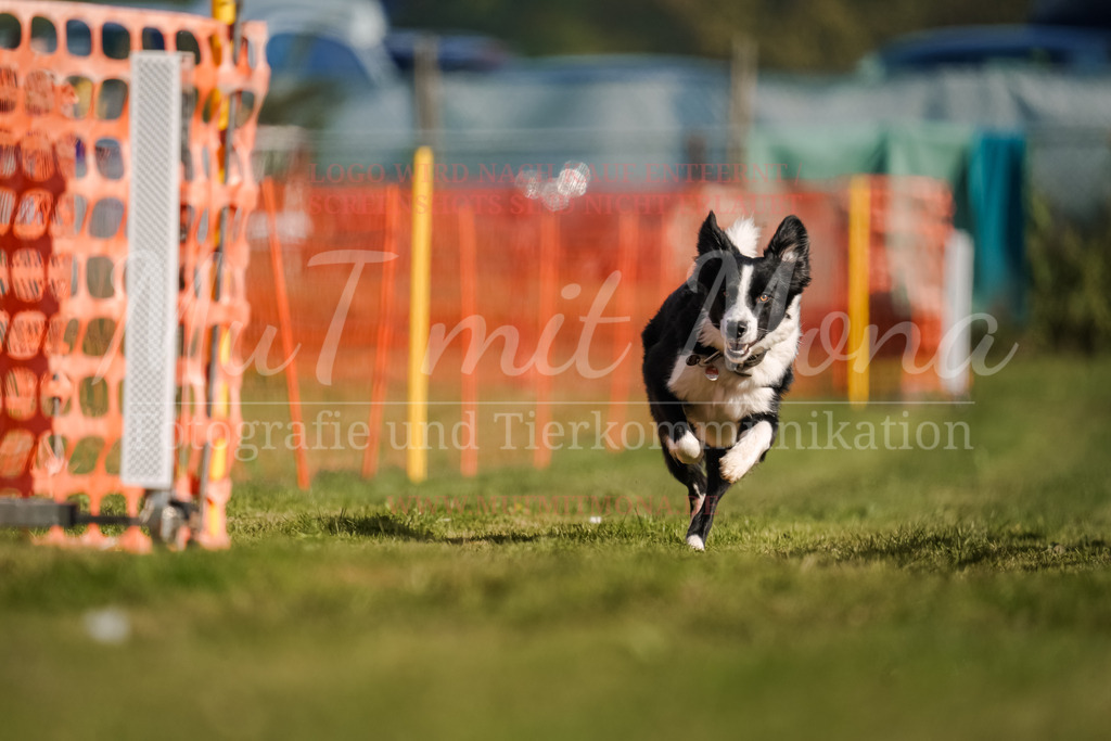 20250928_Hunderennen-155 | MuT (Mensch und Tier) mit Mona - Fotografie und Tierkommunikation - Realisiert mit Pictrs.com