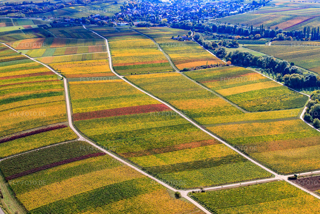 Luftbild: Weinberge am Ranschbachtal im Ortsteil Arzheim in Landau im Bundesland Rheinland-Pfalz in Deutschland. Foto: IMG_22349.jpg vom 15.10.2009 durch Werner Riehm/FLY-FOTO.de