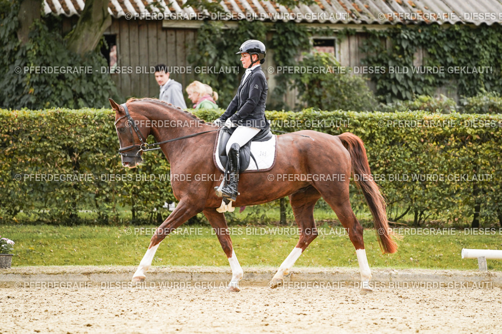 DSC01544 | Pferdegrafie