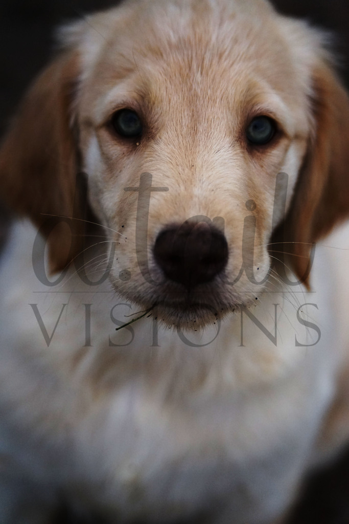 bwillow (69) | d.tail Visions - Shop - Realisiert mit Pictrs.com