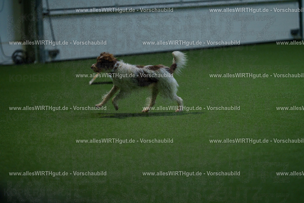 7R502263 | Professionelle Tierfotografie in Mönchengladbach von Daniel Wirth (allesWIRTHgut). Liebevolle & natürliche Bilder von Hunden & Katzen für unvergessliche Erinnerungen.