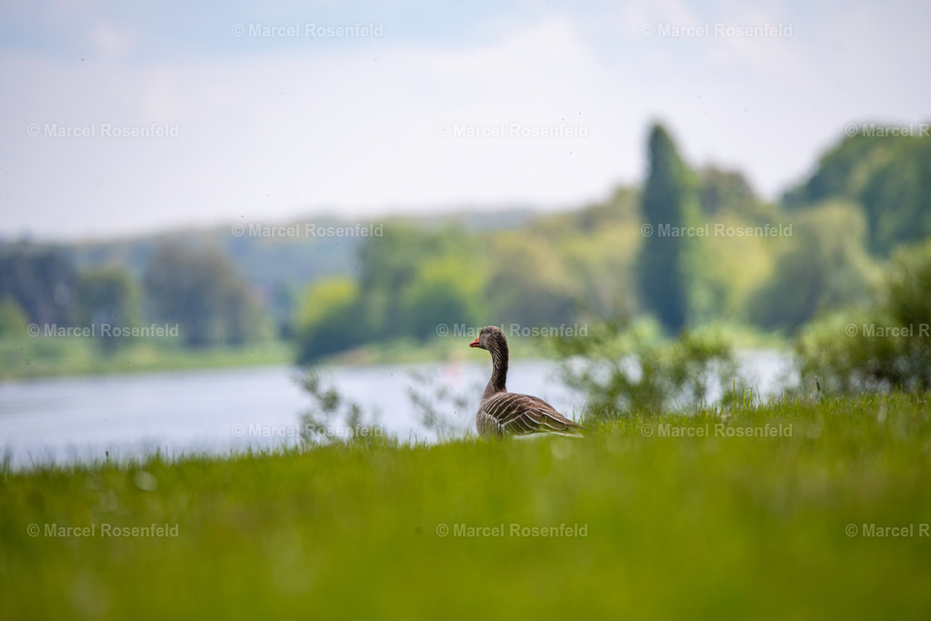 _DSC0415-Verbessert-RR | foto-rosenfeld