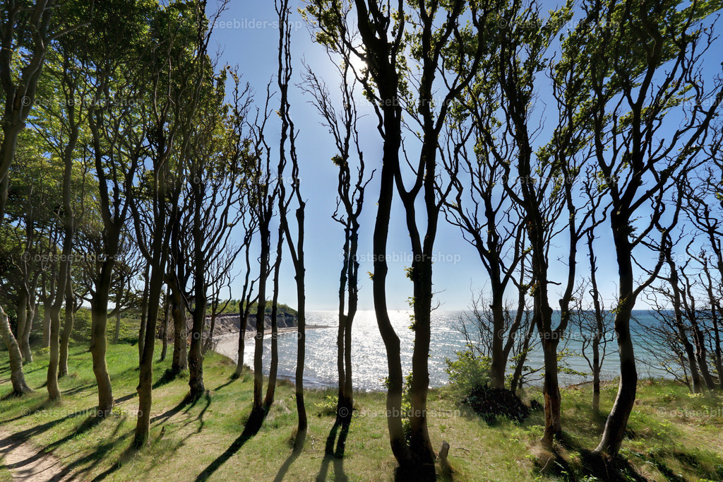 Küstenwald im Gegenlicht | Das Bild zeigt den Blick aus einem Wald am Steilufer hinaus auf die Ostsee bei gleissendem Sonnenlicht am Nachmittag.