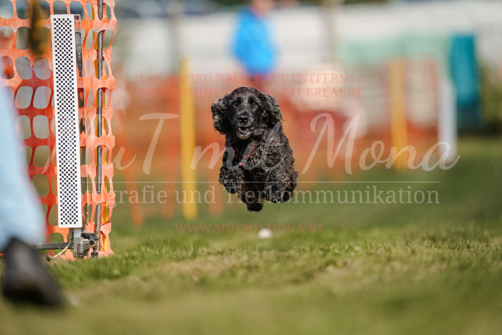 20250928_Hunderennen-430 | MuT (Mensch und Tier) mit Mona - Fotografie und Tierkommunikation - Realisiert mit Pictrs.com