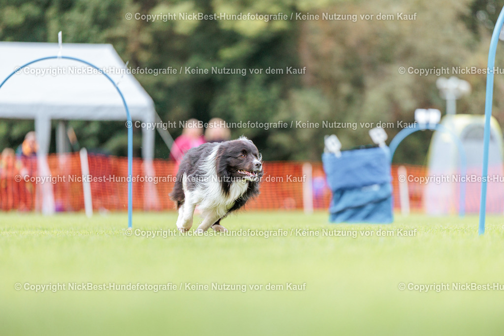 BSP Hoopers-H3-2026-Nickbest-Hundefotografie-TuS Komet Arsten e.V.-1361 | Dein Hund! Dein Moment! Deine Erinnerungen! Hundefotografie in Bremen Blumenthal. Ich fange die besonderen Momente deines Vierbeiners ein – ob Indoor mit Blitzanlage oder in der freien Natur. Sicher dir dein Moment und dein Termin für eure Erinnerungen.