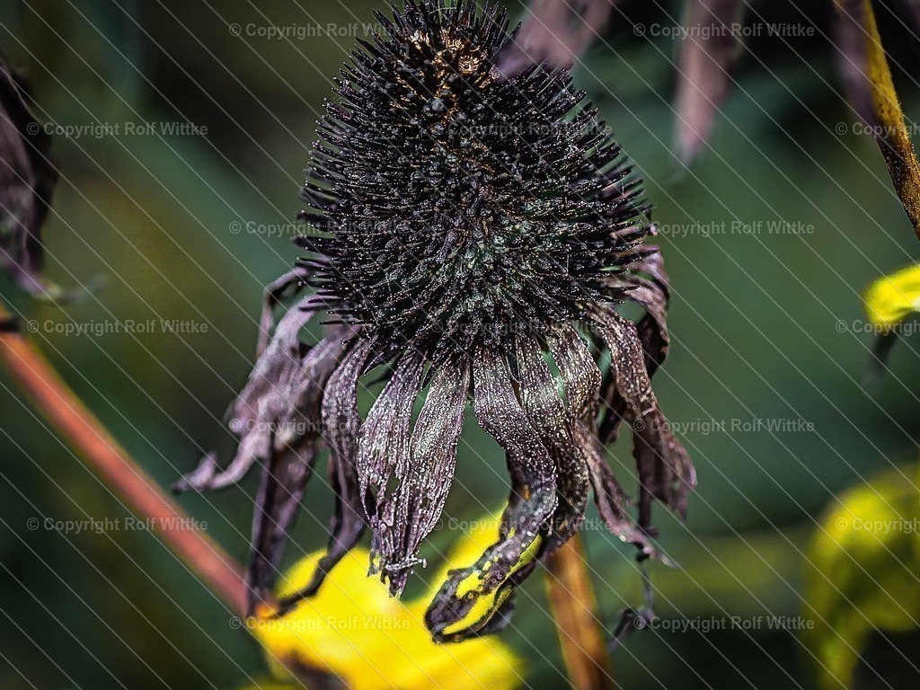 düster | Rolf Wittke  - Realisiert mit Pictrs.com