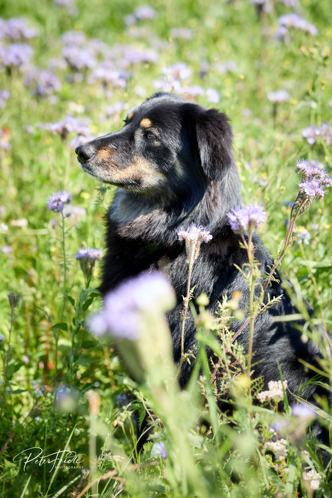 2021_07_03 Kaja 012 016 | Peter Fridle Fotografie - Realisiert mit Pictrs.com