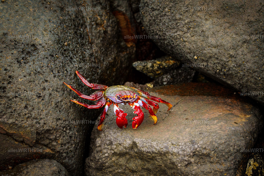 allesWIRTHgut Tierfotografie - allesWIRTHgut.de - 7IV08119 | Entdecke die faszinierende Welt der Natur- und Wildlife-Fotografie von Daniel und Bärbel. Inspirierende Bilder von wilden Tieren und kleinen Naturwundern.