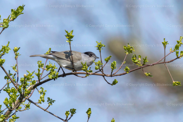 2019127 | Tierfotografie, Tierkalender, Tierbilder, Insekten, Spinnen, Vögel, Schmetterling, Libellen, Leinwand, Colorkey, Qualität, Geschenkartikel, Geschenk - Realisiert mit Pictrs.com