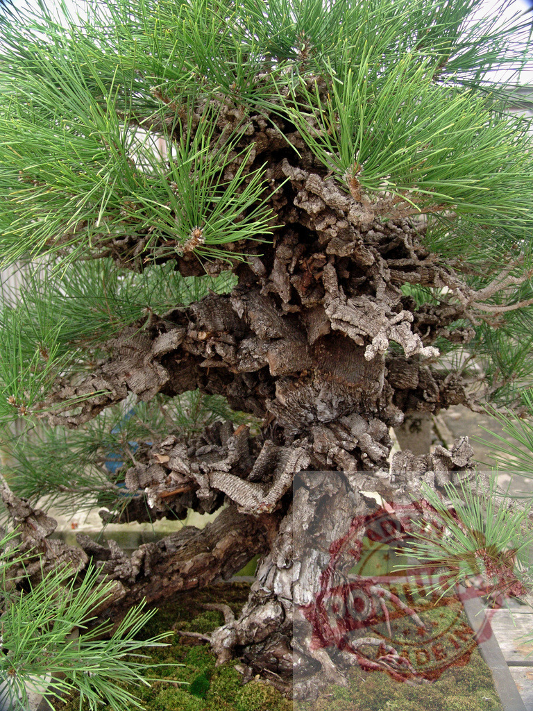 Bonsai pine tree in traditional Japanese style cultivating nature | Bonsai pine tree with thick cork bark and green needles growing in a pot - Realized with Pictrs.com