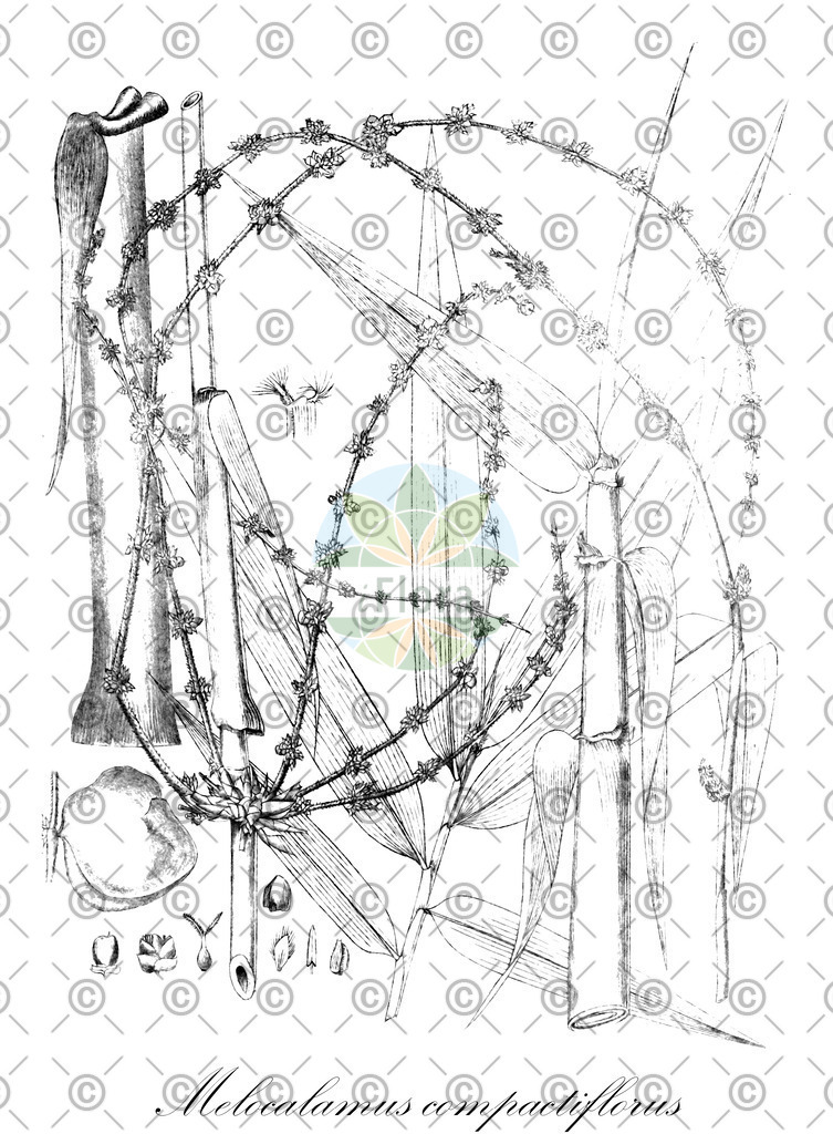 HistAbb_wfo-0000879630_2_ENZY_Simple | Historische Abbildung von Melocalamus compactiflorus - Poaceae | Historical Illustration of Melocalamus compactiflorus - Poaceae
