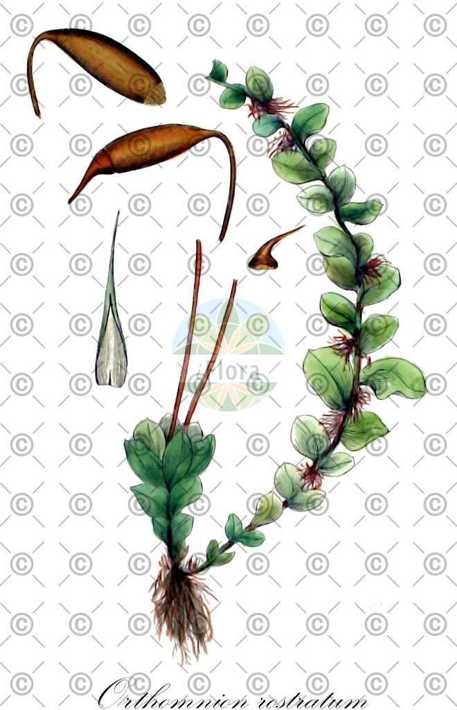 HistAbb_wfo-0001189023_1_ENZY_Simple | Historische Abbildung von Orthomnion rostratum - Mniaceae | Historical Illustration of Orthomnion rostratum - Mniaceae
