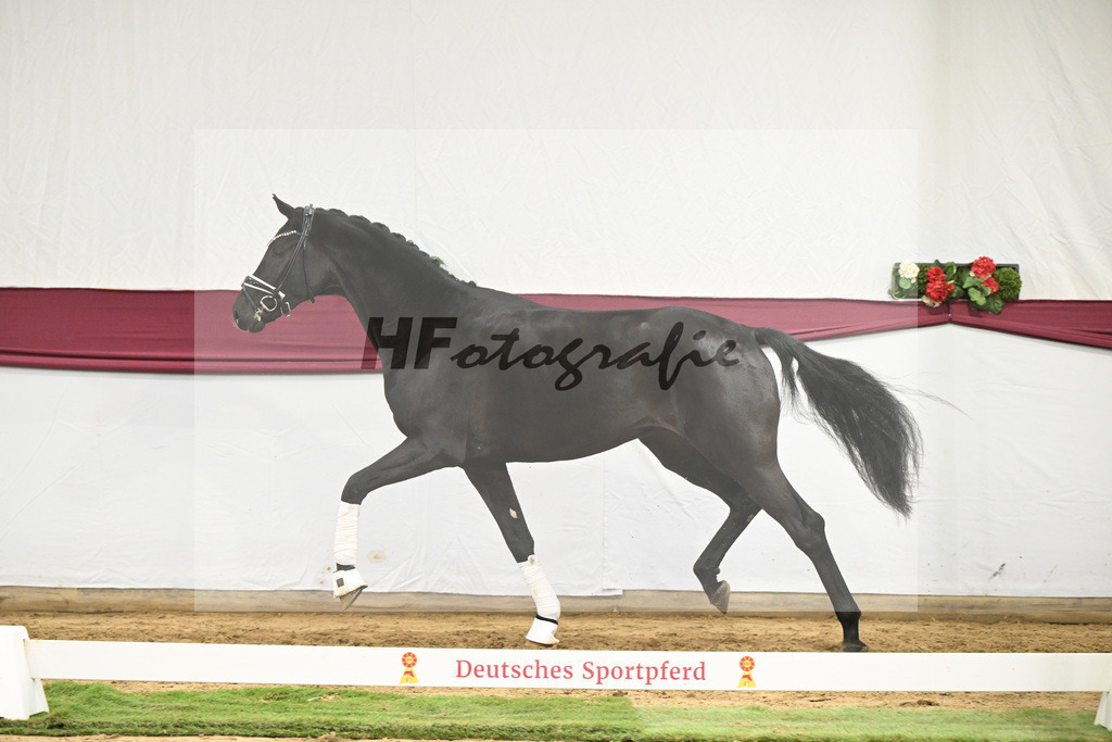 Kat-Nr. 56 Fair Deal x Fuerst Heinrich_Wilhelm u. Marvin Klausing GbR_47252094 | hf-fotografie - Realisiert mit Pictrs.com