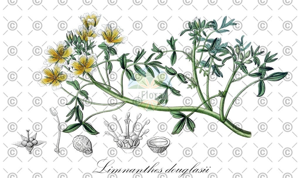 HistAbb_wfo-0000878281_1_ENZY_Simple | Historische Abbildung von Limnanthes douglasii - Limnanthaceae (Douglas-Sumpfblume;Sumpfblume) | Historical Illustration of Limnanthes douglasii - Limnanthaceae