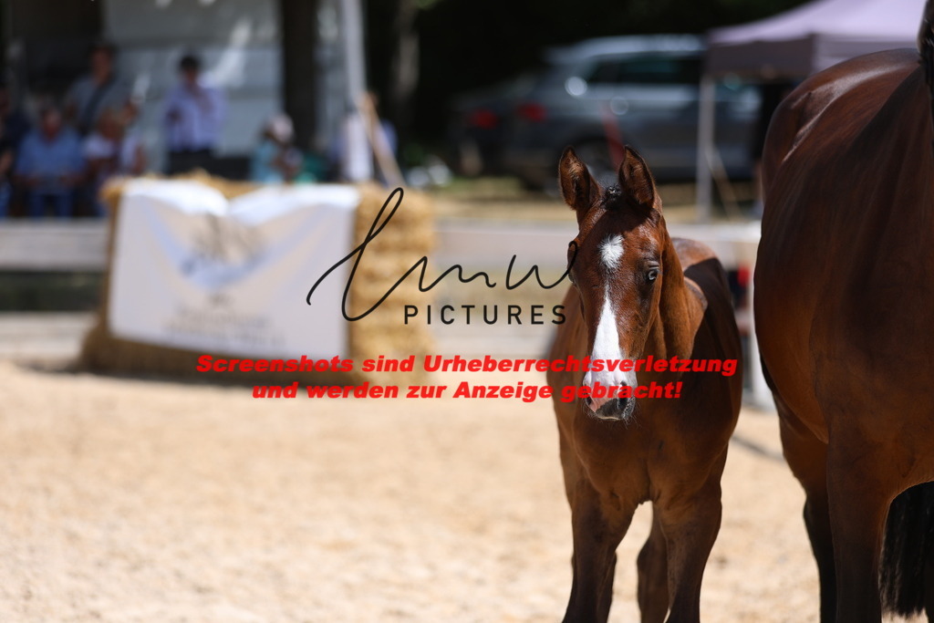 Fohlenschau_Schwäbisch_Hall_springbetonte_Fohlen_KN 32_22 | lmwpictures - Realisiert mit Pictrs.com