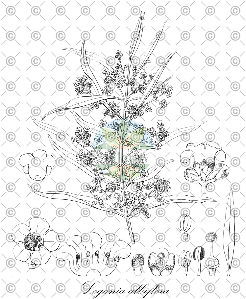 HistAbb_50128_1_FLORAD_SIMPLE | Historische Abbildung von Logania albiflora - Loganiaceae | Historical Illustration of Logania albiflora - Loganiaceae