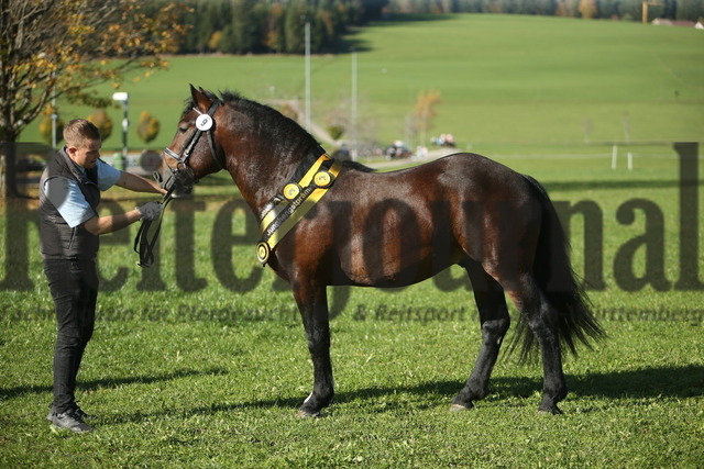 KN_09_Rasputin (41) | Alle Fotos der Reiterjournal Fotografin Doris Matthaes im Reiterjournal Online-Fotoshop. - Realisiert mit Pictrs.com