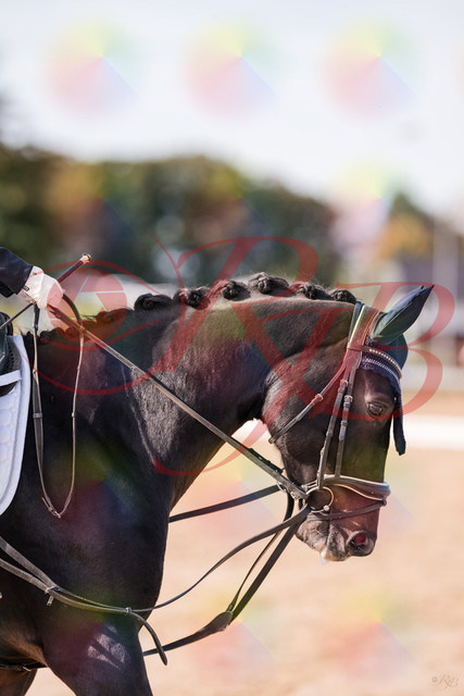 2026_10_03_Siefer-Hof_121344_Z81_14753616 | Professionelle Reitsport-, Turnier- und Eventfotografie von Robert Broda. Galerien mit ausgewählten und bearbeiteten Bildern direkt online ansehen und bestellen.