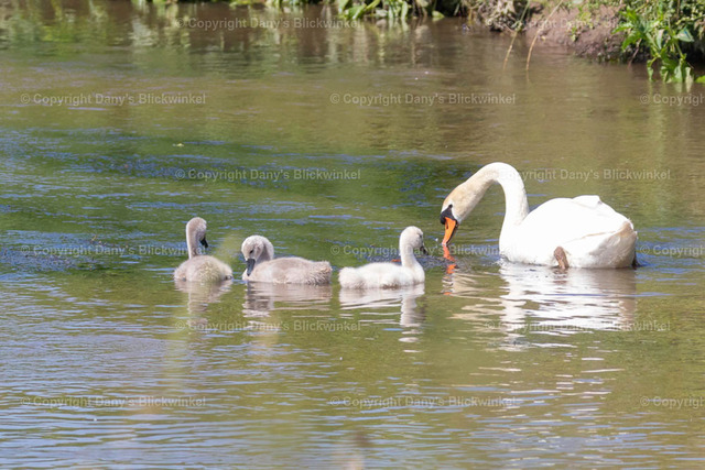 2019129 | Tierfotografie, Tierkalender, Tierbilder, Insekten, Spinnen, Vögel, Schmetterling, Libellen, Leinwand, Colorkey, Qualität, Geschenkartikel, Geschenk - Realisiert mit Pictrs.com
