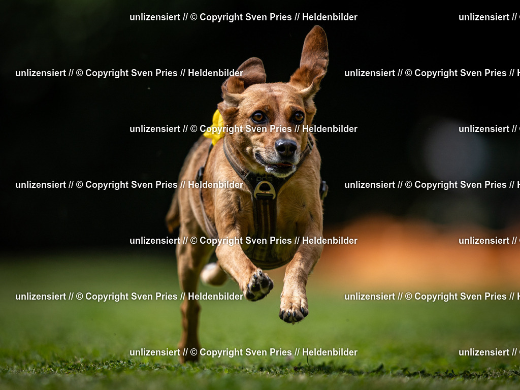 Sven Pries | 19. Allgemeines Hunderennen Karlsruhe Durlach - Realisiert mit Pictrs.com