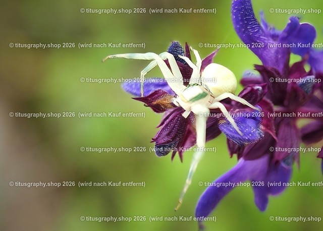 titusgraphy_P7092898-vz-ln_pe-01 | titusgraphy-shop: Geschenkideen mit Qualitätsfotos. titusgraphy-shop: gift ideas with quality photos. titusgraphy-shop: idées cadeaux avec photos de qualité.  - Realisiert mit Pictrs.com
