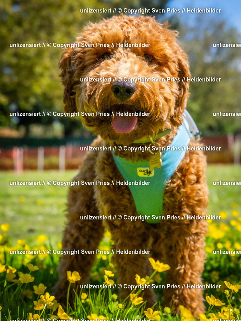 Hunderennen_April_2026_48 | 2026-04-26 - Hunderennen Baden-Oos April 2026 - Realisiert mit Pictrs.com