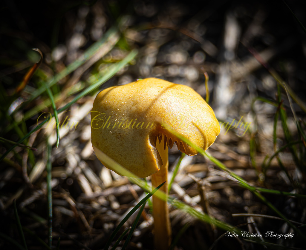 Macro 31 | Christian Vulin  - Realisiert mit Pictrs.com