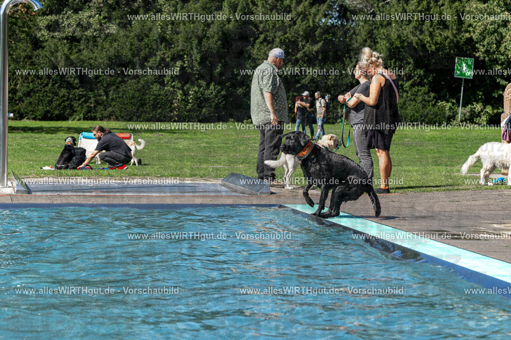 Hundeschwimmen_Volksbad_2026-allesWIRTHgut_Tierfotografie-2609061326-FAY06730 | Professionelle Tierfotografie in Mönchengladbach von Daniel Wirth (allesWIRTHgut). Liebevolle & natürliche Bilder von Hunden & Katzen für unvergessliche Erinnerungen.