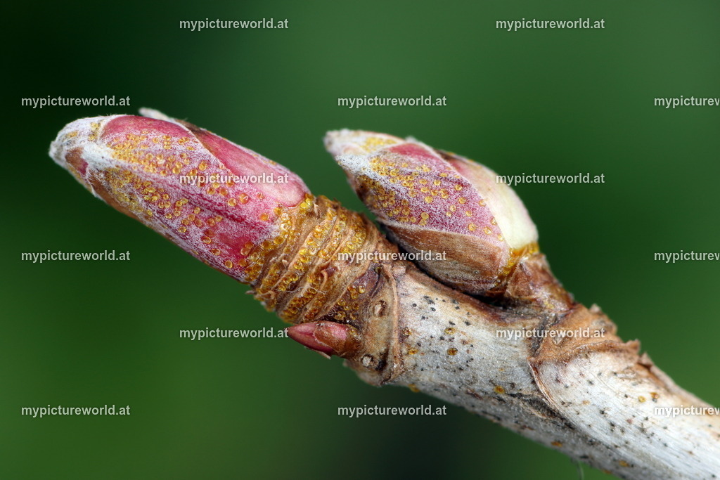 Schwarze Johannisbeere-003 | Das Bilderarchiv über Tiere, Planzen und Landschaften. In der Bilddatenbank finden Sie ein große Auswahl an hochwertigen Bilder für Ihre Werbung - Realisiert mit Pictrs.com