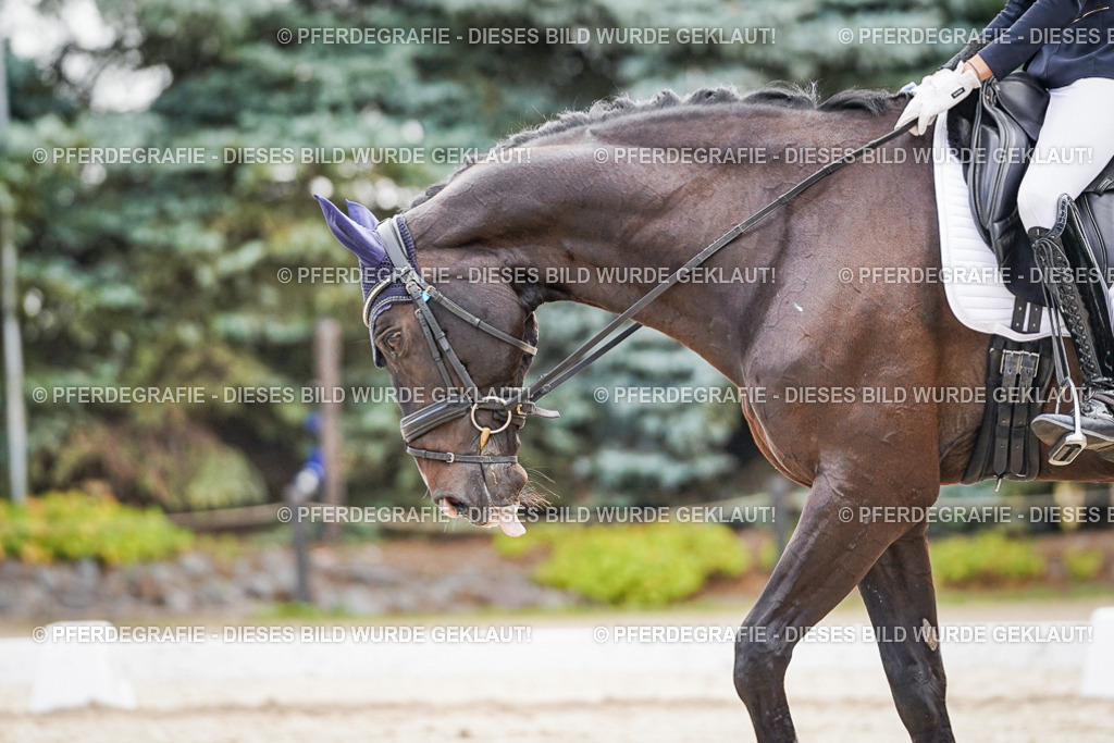 DSC01518 | Pferdegrafie