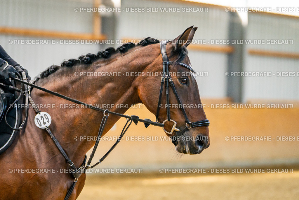 DSC01126 | Pferdegrafie