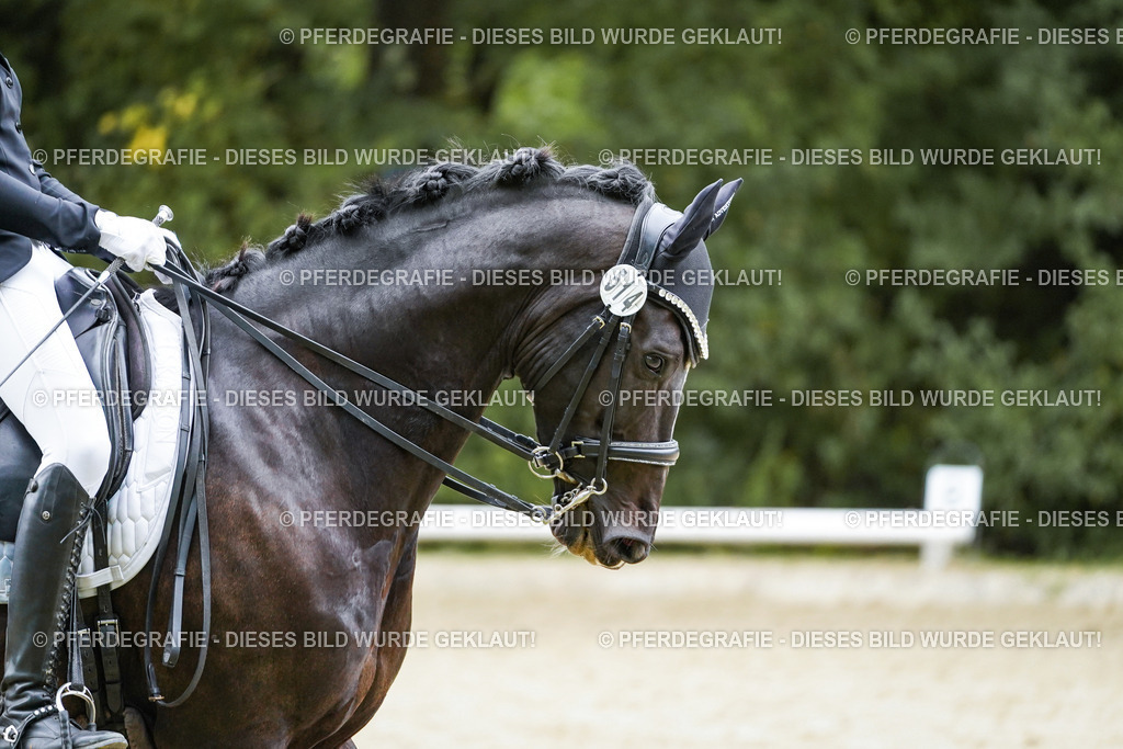 DSC01130 | Pferdegrafie