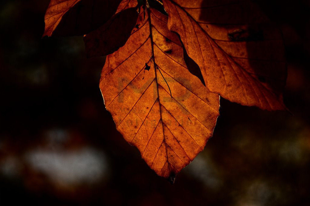 Leuchtendes Herbstlaub | Auswahl von hochwertigen Fotos für Web, Social Media und Print. Hier können Sie auch Ihre eigenen Fotos hochladen und günstig auf die vielfältigsten Trägermaterialien drucken lassen. - Realisiert mit Pictrs.com