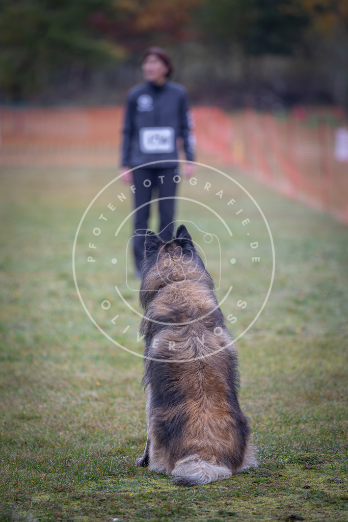 Pfotenfotografie_DV3A9279 | Hundefotografie, Tierfotograf, Pfotenfotografie, Fotoshooting Hund, Hunde Portrait, Hundesport, Hundeportraits, Heideshooting, Hunde, Sportfotograf, Hundefotograf, Turnierhundsport, THS,  - Realisiert mit Pictrs.com