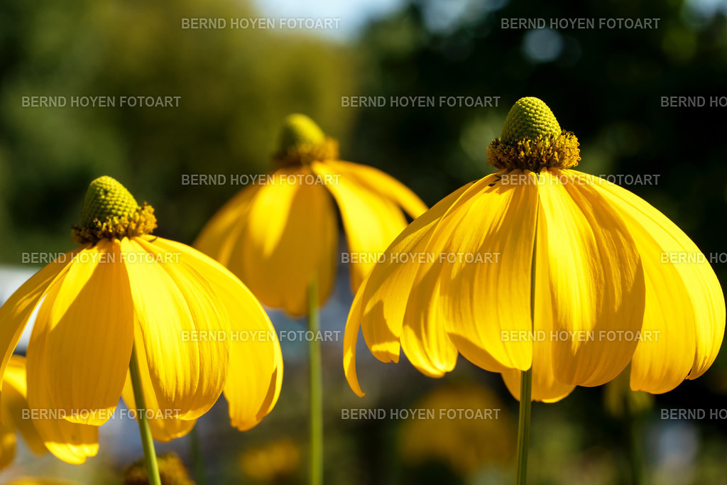 the coneflower | Portrait einiger glänzender Sonnenhüte in einem Berliner Garten. Die Aufnahme habe ich nur leicht nachbearbeitet. | A portrait of some shiny coneflowers in a Berlin garden. I’ve only edited the photo very slightly. - Realisiert mit Pictrs.com