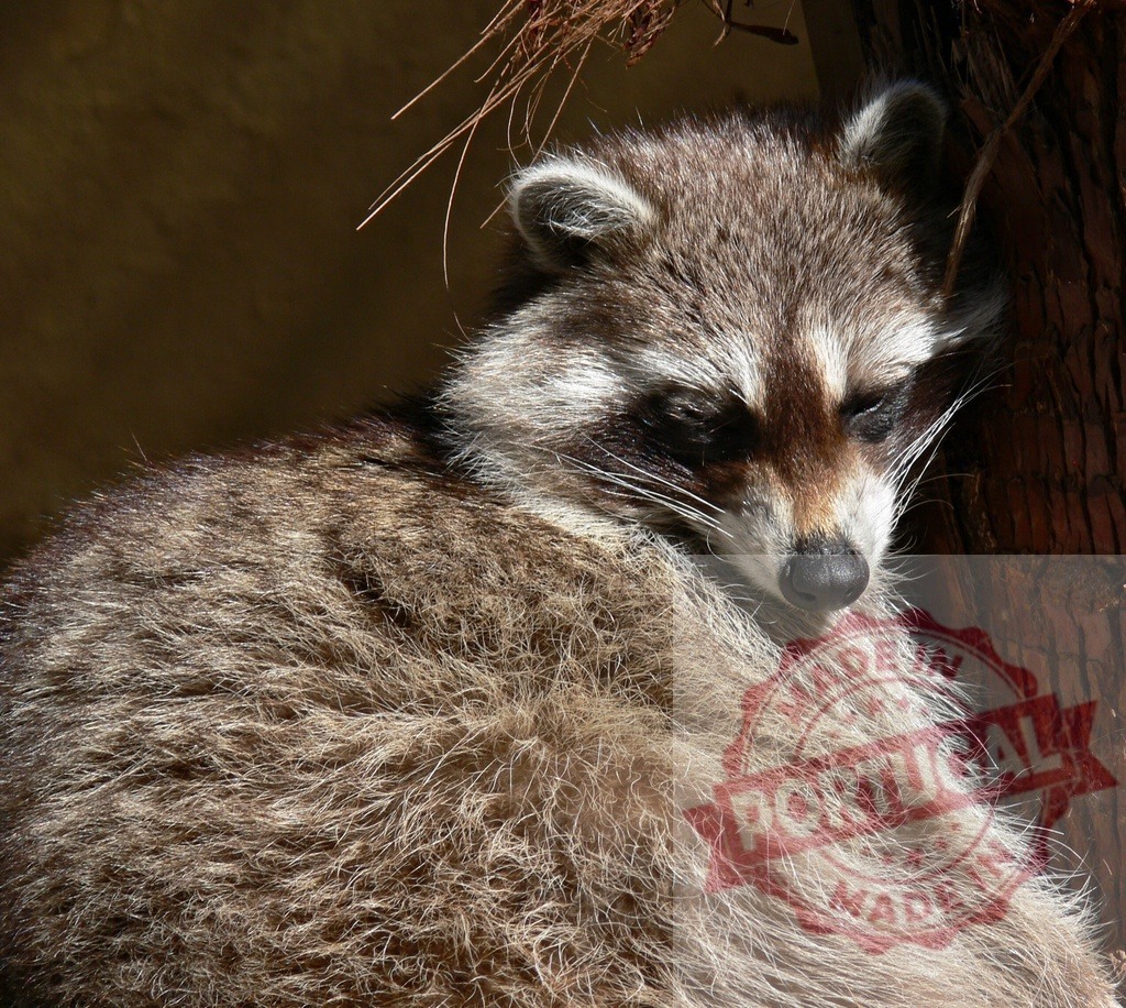 Raccoon sleeping deeply, resting against a tree trunk | Raccoon sleeping soundly, curled up next to a tree in nature - Realized with Pictrs.com