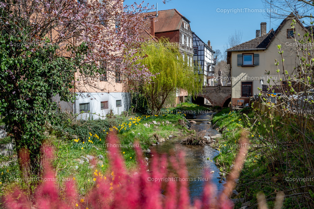 DSC_2982 | bbe,Frühling an der Lauter/Winkelbach, Blick auf die Mittelbrücke, renaturierter Bachlauf, ,, Bild: Thomas Neu