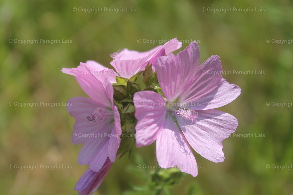 IMG_2740_1 | Fotografiert von Peregrin Lais. Bilder anschauen, 
Formate auswählen und bestellen. - Realisiert mit Pictrs.com