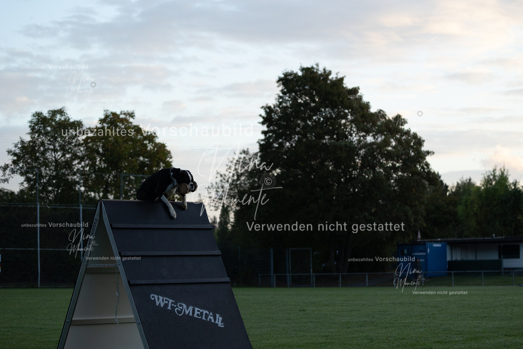 _16A5758 | Einzigartige Fotos von Hunden & Menschen –Actionfotos, Portraits, Vereinsaufnahmen & Paarshootings – authentisch, lebendig & mit Herz.