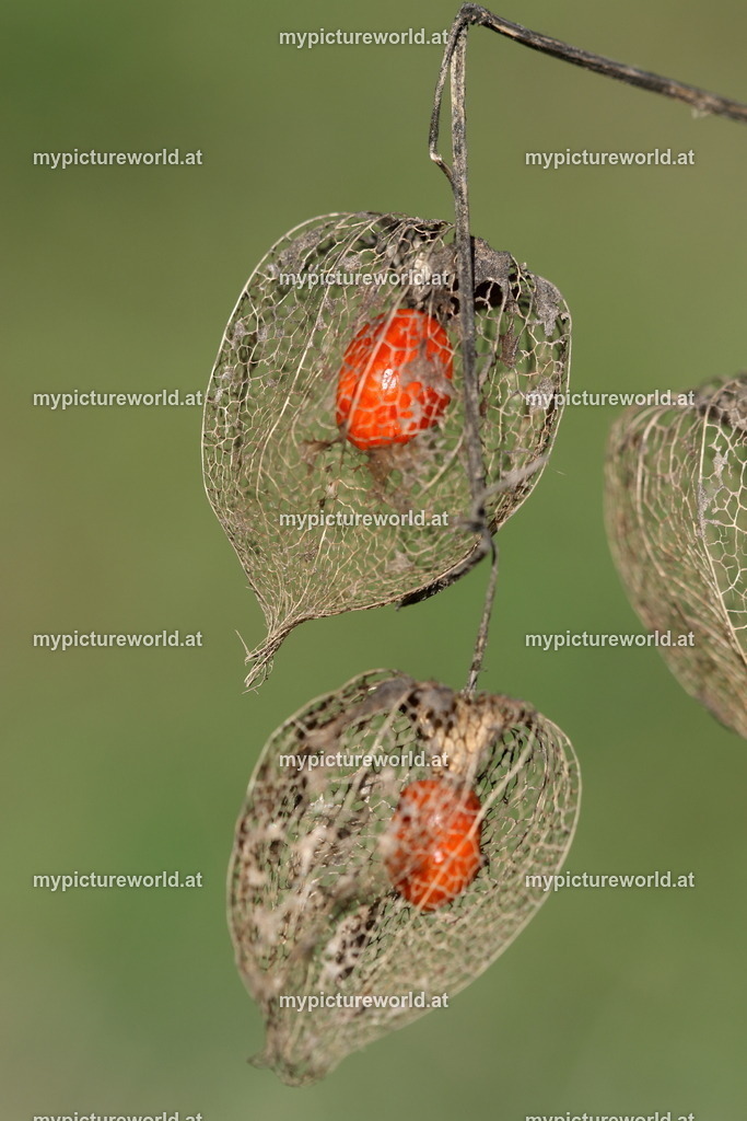 Gewöhnliche Judenkirsche-009 | Das Bilderarchiv über Tiere, Planzen und Landschaften. In der Bilddatenbank finden Sie ein große Auswahl an hochwertigen Bilder für Ihre Werbung - Realisiert mit Pictrs.com