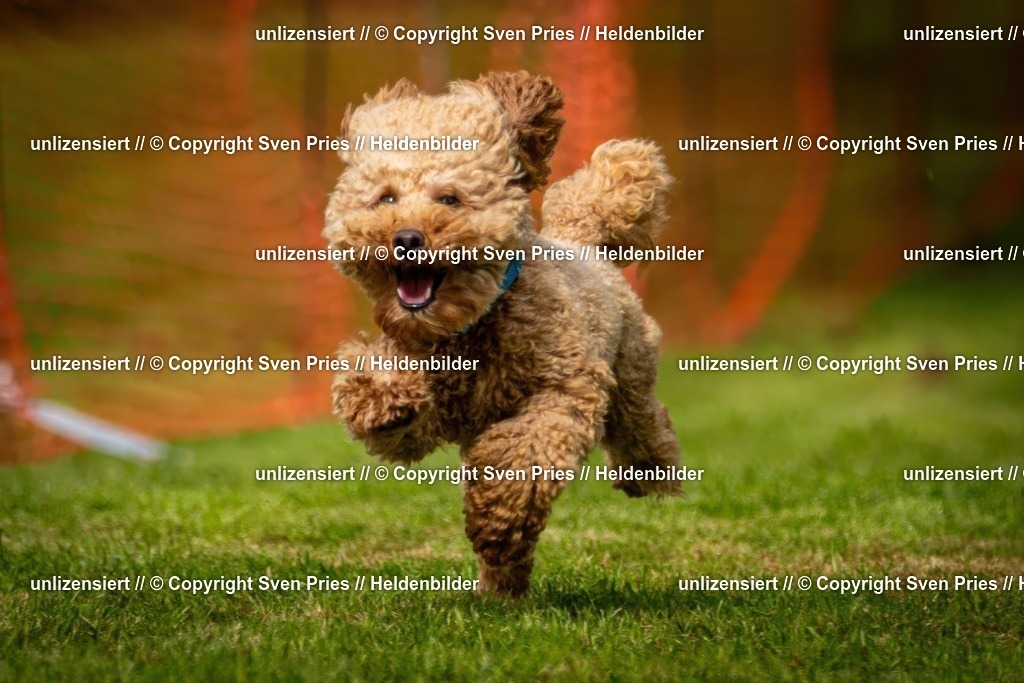 Sven Pries | 2024-09-22 - Hunderennen Baden-BadenPudelverein - Realisiert mit Pictrs.com