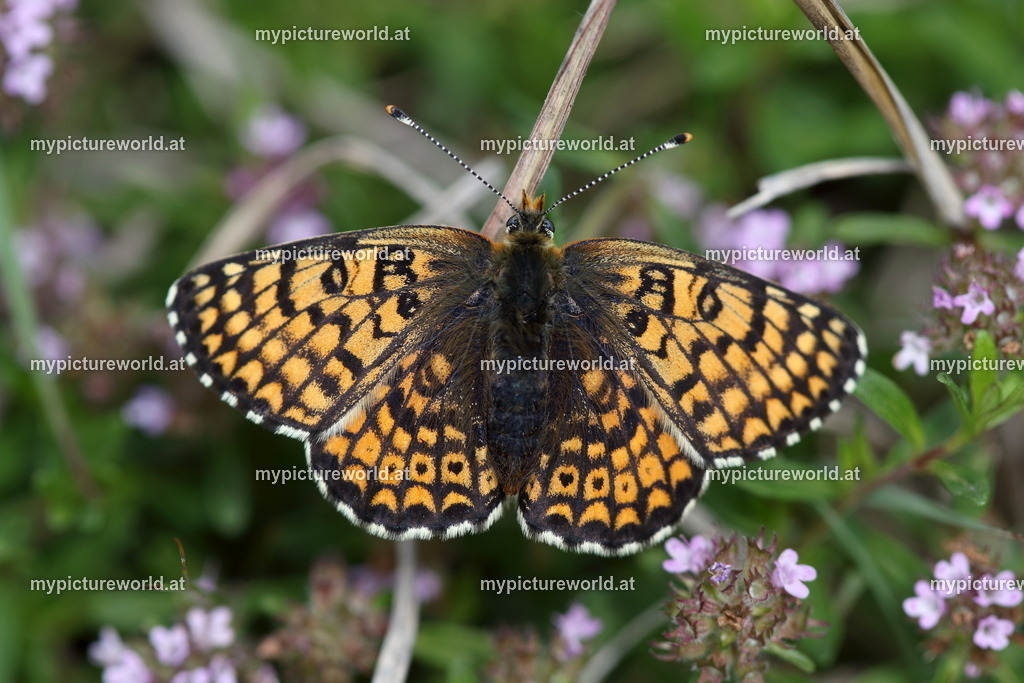 Melitaea cinxia-003 | Das Bilderarchiv über Tiere, Planzen und Landschaften. In der Bilddatenbank finden Sie ein große Auswahl an hochwertigen Bilder für Ihre Werbung - Realisiert mit Pictrs.com