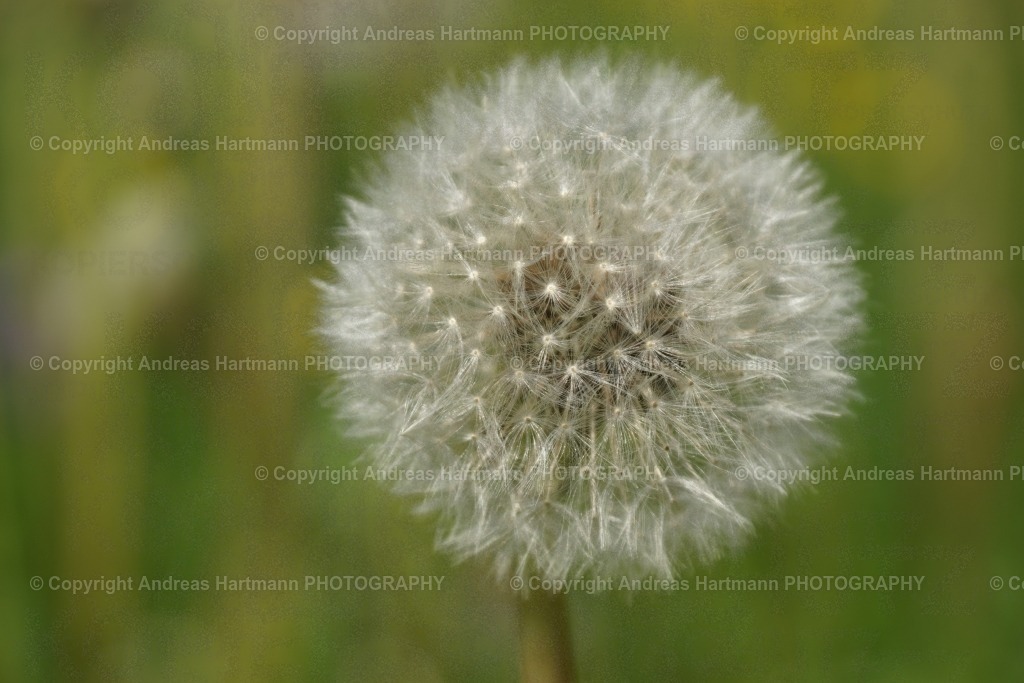 Pußteblume mit Bokeh | Pußteblume mit Bokeh - Realisiert mit Pictrs.com