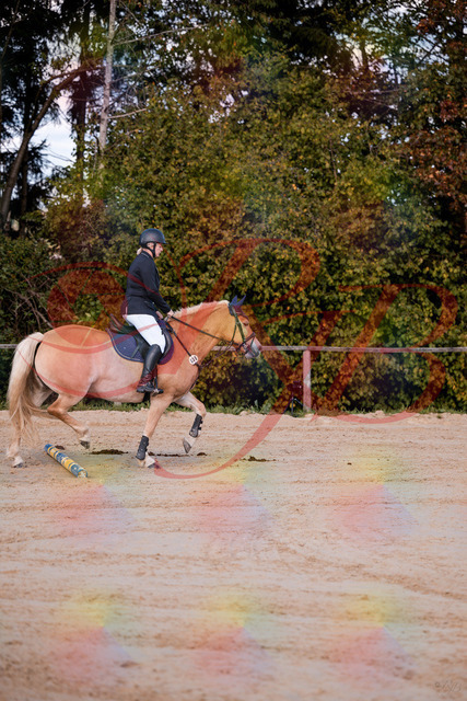 2026_10_03_Siefer-Hof_145227_Z81_31515228 | Professionelle Reitsport-, Turnier- und Eventfotografie von Robert Broda. Galerien mit ausgewählten und bearbeiteten Bildern direkt online ansehen und bestellen.