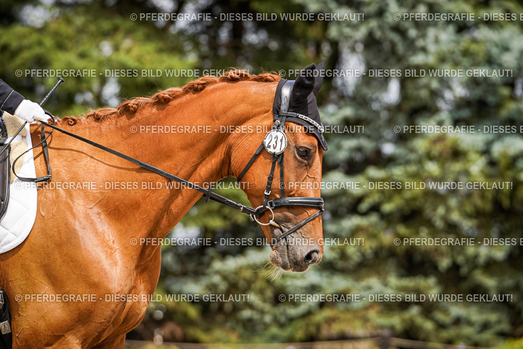 DSC03896 | Pferdegrafie