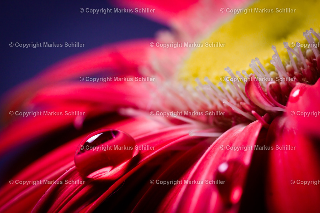 Gerbera_Makro_Tropfen | markus-schiller - Realisiert mit Pictrs.com