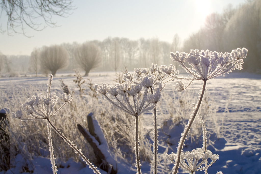 090109-149 | Europa, DEU, Deutschland, Nordrhein Westfalen, NRW, Rheinland, Niederrhein, Krefeld, Naturschutzgebiet Huelser Bruch, Winter, Landschaft, Kondensierte Eiskristalle nach naechtlichem Eisnebel, Winter, Frost, Kategorien und Themen, Natur, Umwelt, Landschaft, Jahreszeiten, Stimmungen, Landschaftsfotografie, Landschaften, Landschaftsphoto, Landschaftsphotographie, Wetter, Wetterelemente, Wetterlage, Wetterkunde, Witterung, Witterungsbedingungen, Wettererscheinungen, Meteorologie, Wettervorhersage....[Fuer die Nutzung gelten die jeweils gueltigen Allgemeinen Liefer-und Geschaeftsbedingungen. Nutzung nur gegen Verwendungsmeldung und Nachweis. Download der AGB unter http://www.image-box.com oder werden auf Anfrage zugesendet. Freigabe ist vorher erforderlich. Jede Nutzung des Fotos ist honorarpflichtig gemaess derzeit gueltiger MFM Liste - Kontakt, Uwe Schmid-Fotografie, Duisburg, Tel. (+49).2065.677997, ..archiv@image-box.com, www.image-box.com] - Realisiert mit Pictrs.com