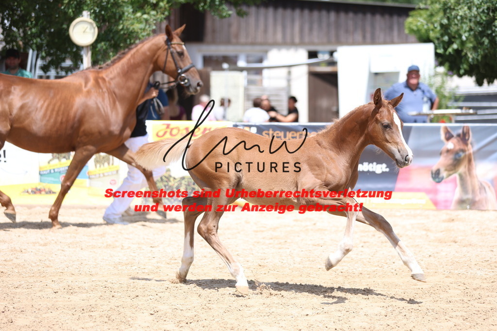 Fohlenschau_Schwäbisch_Hall_springbetonte_Fohlen_KN 54_8 | lmwpictures - Realisiert mit Pictrs.com