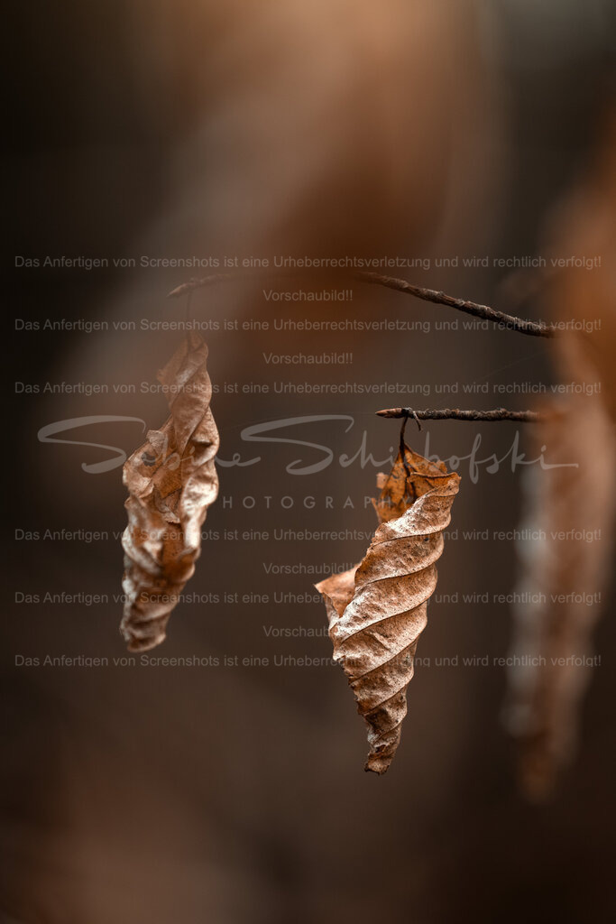 Waldstilleben | People- und Tierfotografie, Imageaufnahmen, Veranstaltungsfotografie und Wandbilder aus der Natur ★ Made in Germany ✔️ Druck + Downloads ✔️ Naturfotografie in Top Qualität ★ schneller Versand, weltweite Lieferung! - Realisiert mit Pictrs.com